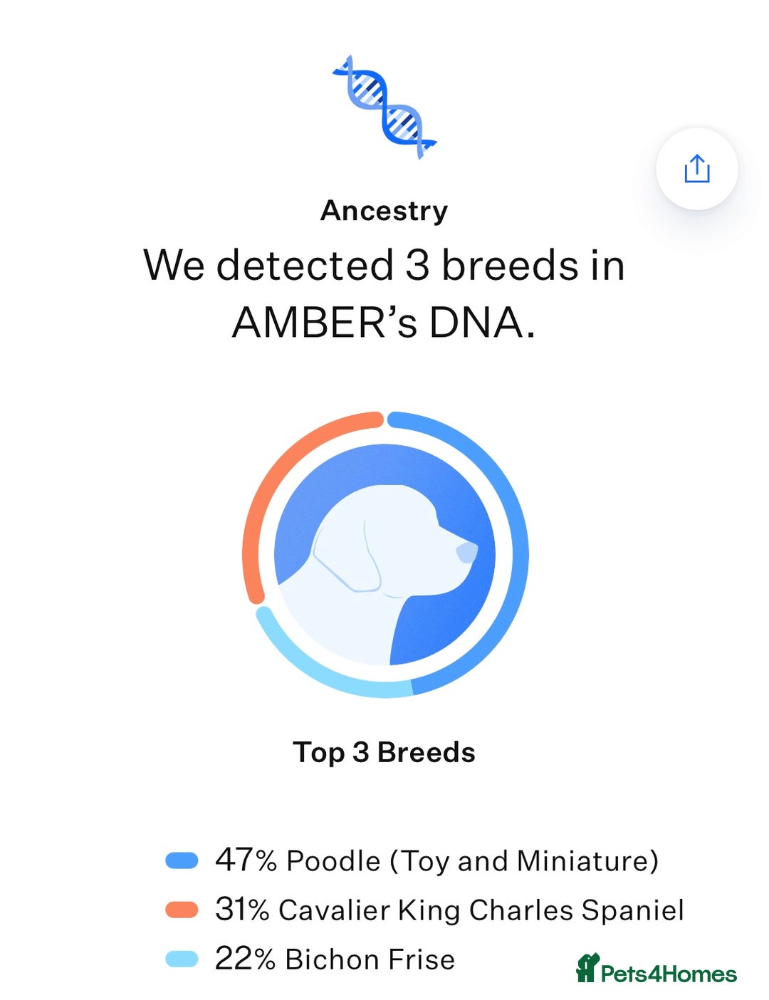 Cavapoochon dogs for sale: Cavapoochon Puppies ready from 20th December 2025  - Advert 30