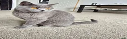 British Shorthair cats for sale: Simba (male) chanel (female) - Advert 2