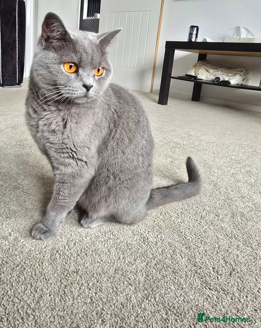 British Shorthair cats for sale: Simba (male) chanel (female) - Advert 2