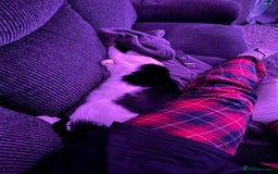 Domestic Shorthair cats for sale: Help needed for my lovely male cat Spyro - Image 7