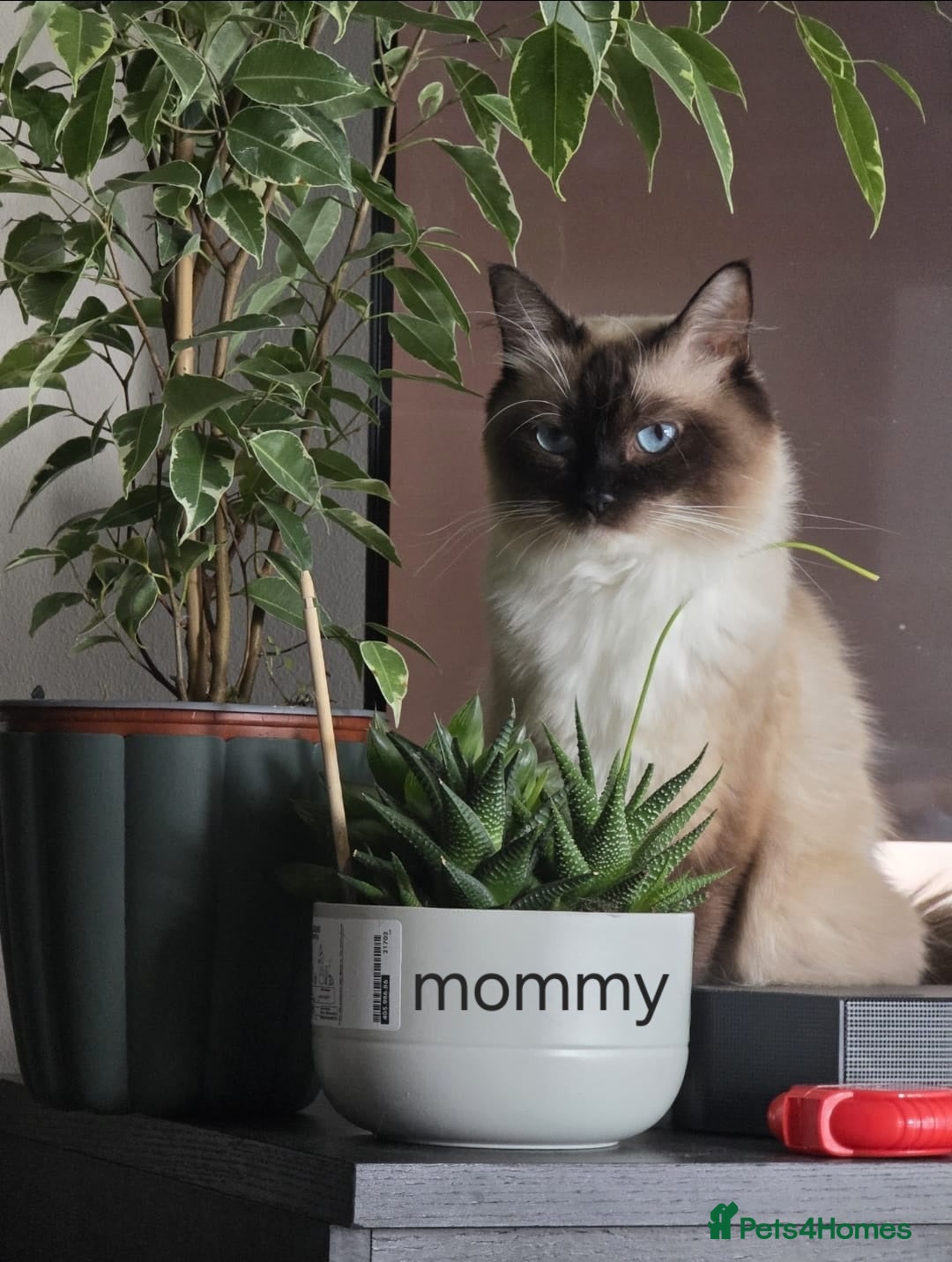 Ragdoll cats for sale: Pure Ragdoll Kittens  - Advert 19