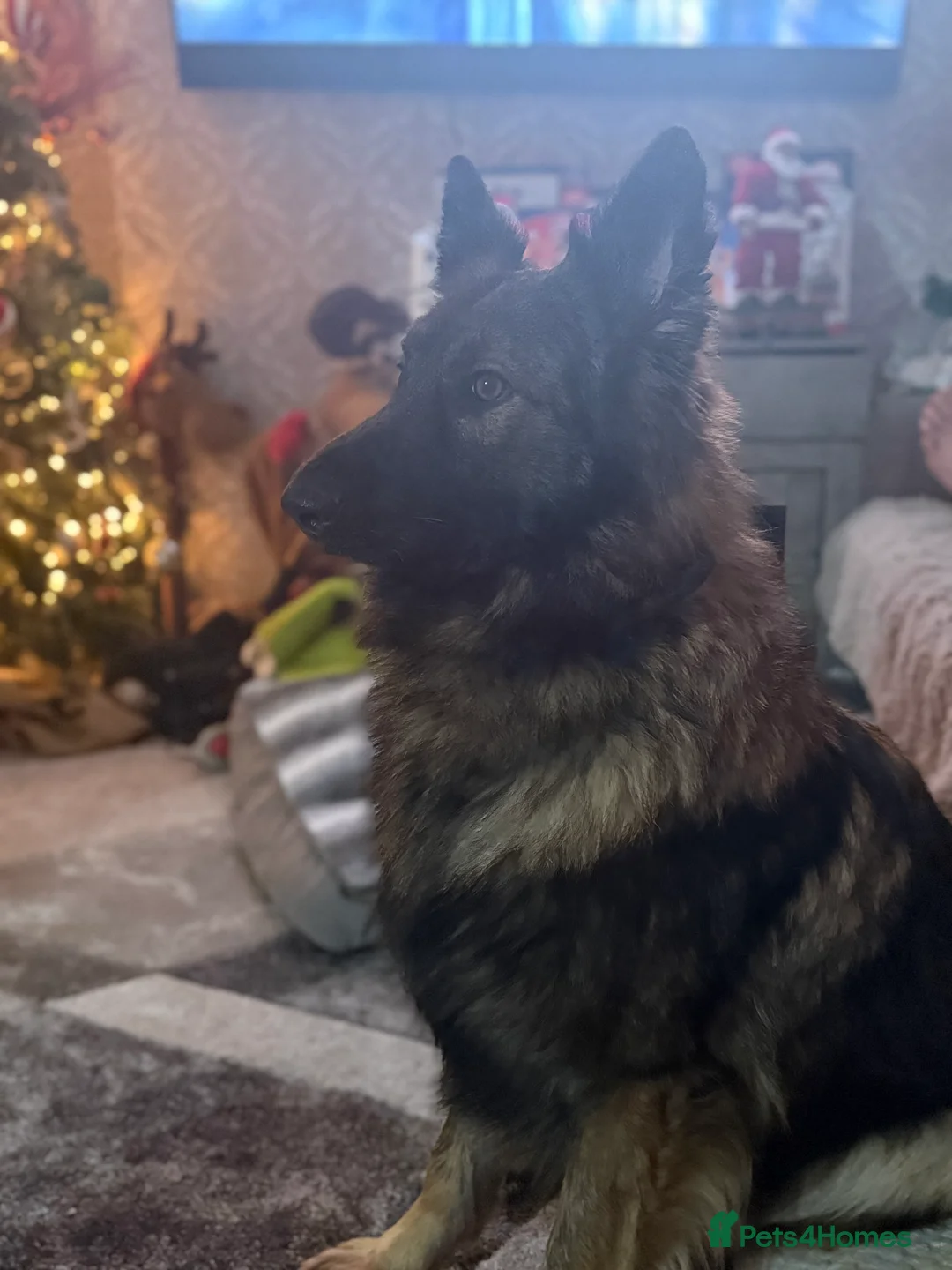German Shepherd dogs for stud: FOR STUD (PROVEN)  in Doncaster - Advert 22
