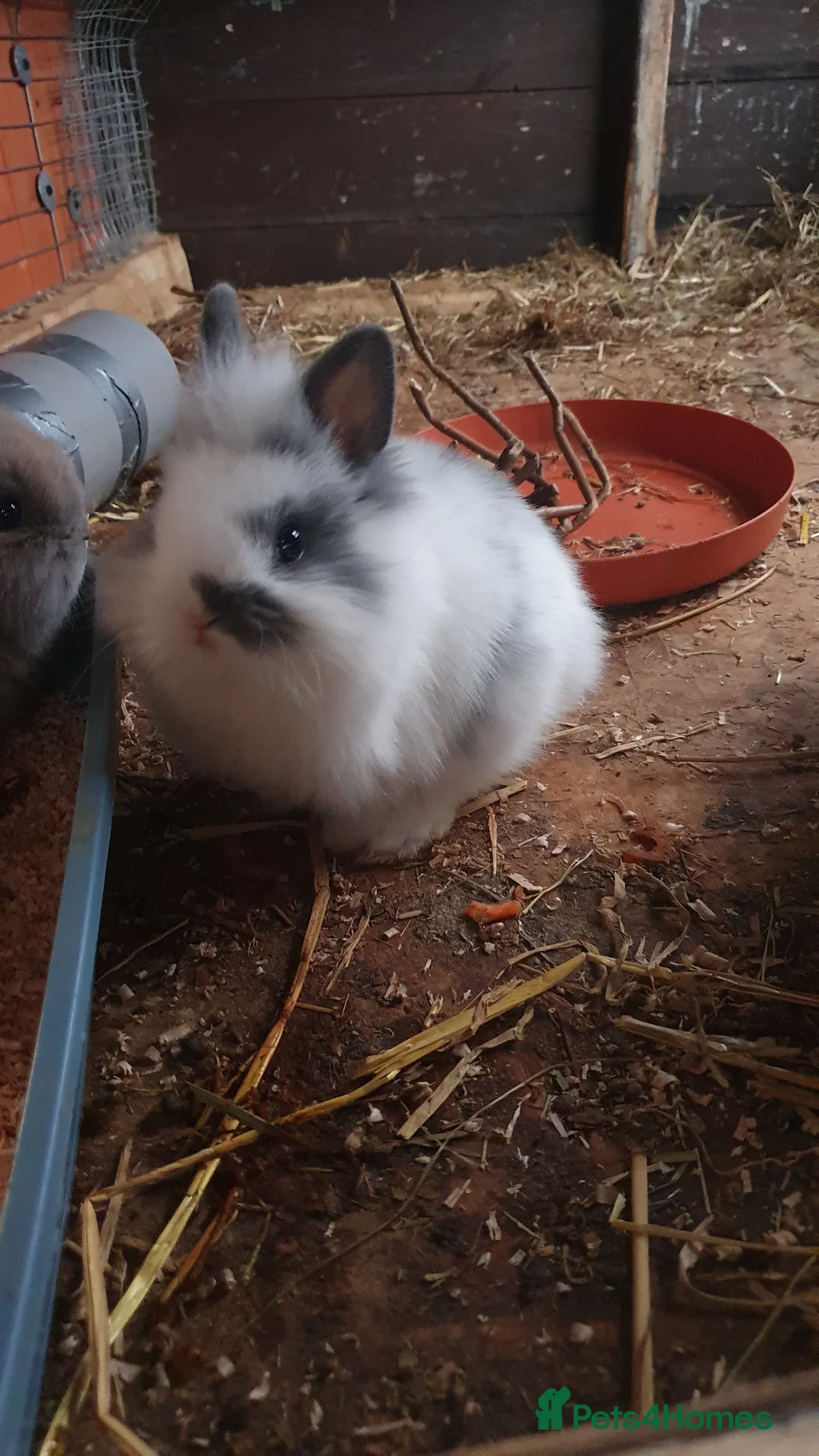 Netherland Dwarf rabbits for sale: Baby rabbits  - Advert 2