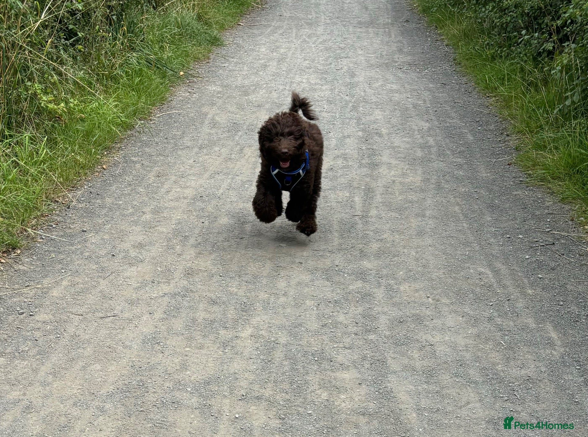 Cockapoo dogs Stud. - Advert 17