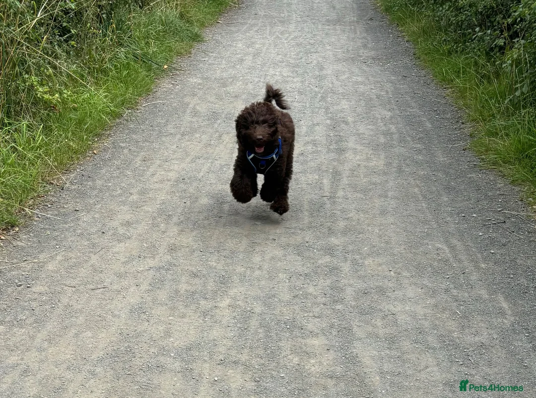 Cockapoo dogs for stud: Stud. in Wallsend - Advert 1