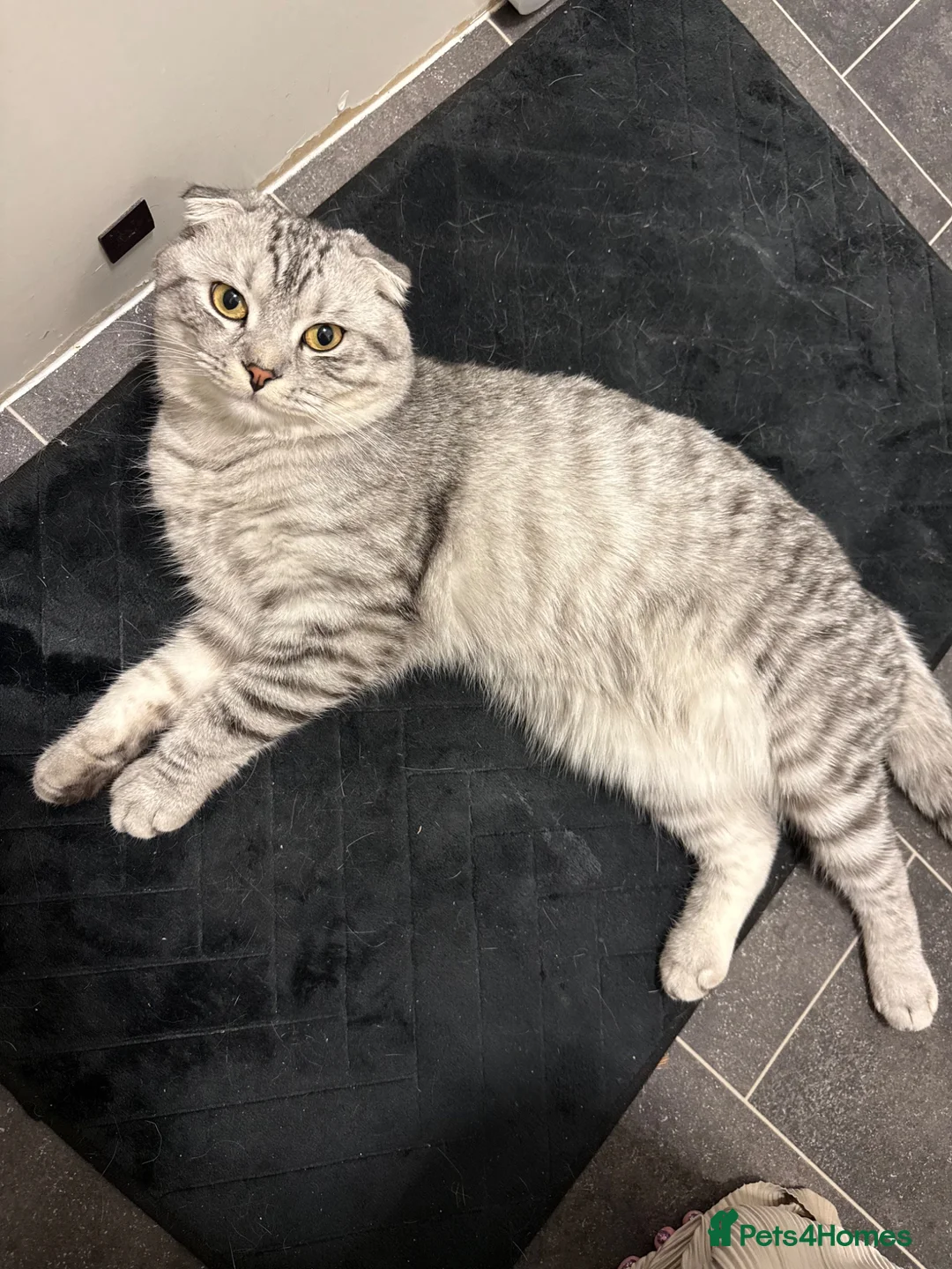 Scottish Fold cats for sale: Beautiful male Scottish fold - Advert 1