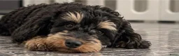 Cockapoo dogs for sale: Exquisite 5* rated licensed F2bb toy cockapoo’s  - Advert 15