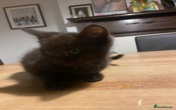 Mixed Breed cats for sale: Kittens, Cross Ragdoll - Image 9