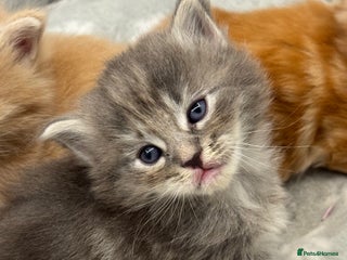 Ragcoon cats Maine coon x Ragdoll/Bengal kitten available - Advert 10