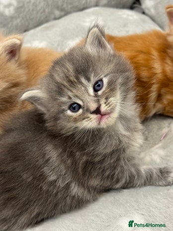 Ragcoon cats Maine coon x Ragdoll/Bengal kitten available - Advert 1