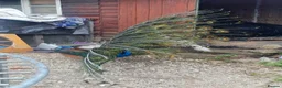 Peafowl poultry for sale: Black shoulder peacock  - Advert 4