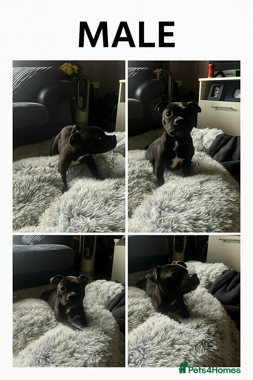 Staffordshire Bull Terrier dogs for sale: Final Two champion line Stafford pups - Advert 2