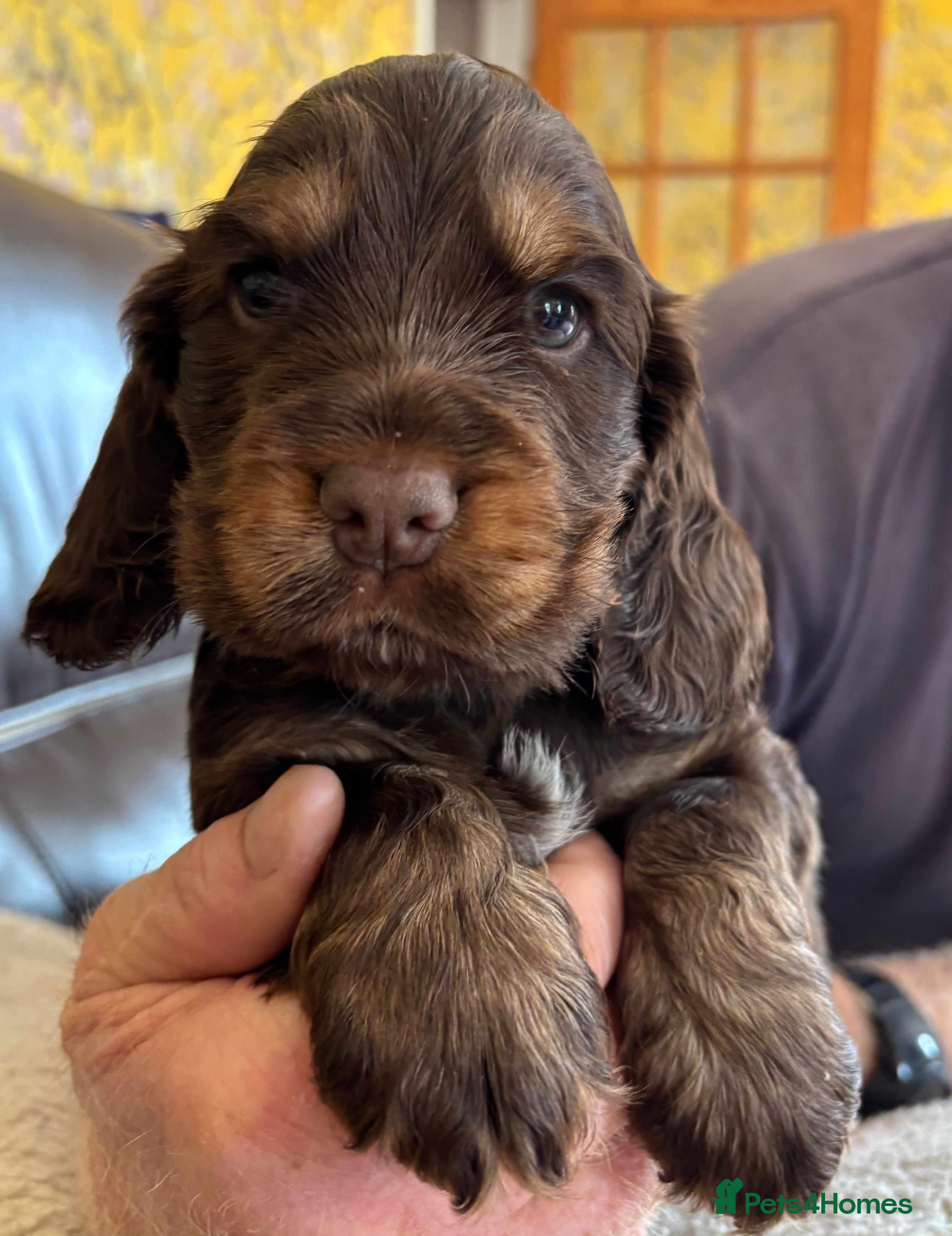 Cocker Spaniel dogs for sale: Stunning Litter of Show Cocker Spaniel Puppies - Advert 5