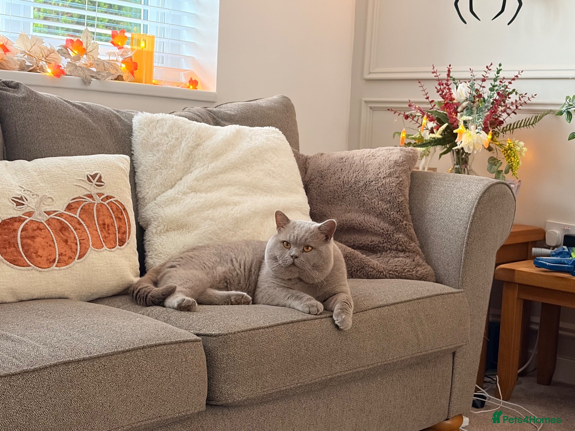 British Shorthair cats for stud: HEALTH TESTED. PROVEN. PEDIGREE  - Advert 1