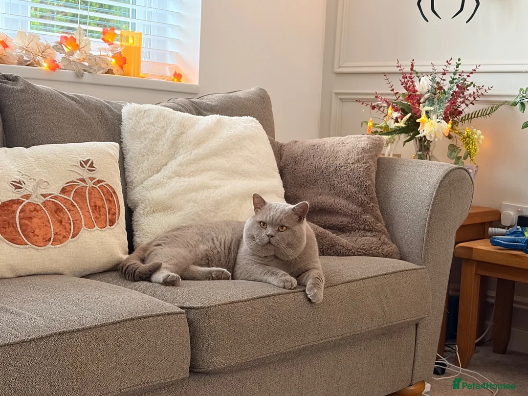 British Shorthair cats for stud: HEALTH TESTED. PROVEN. PEDIGREE  - Advert 1