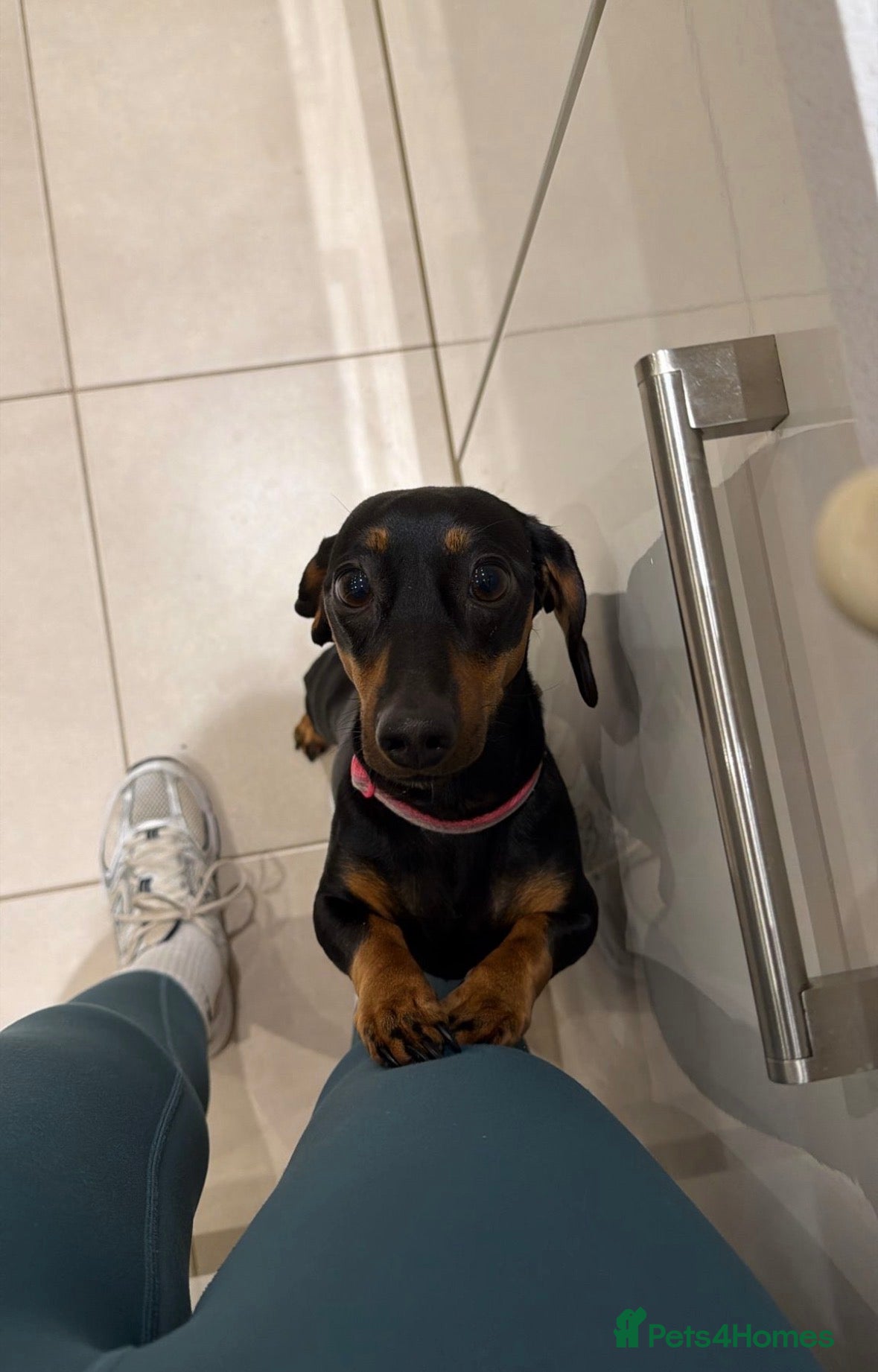 Miniature Dachshund dogs Stunning miniature dachshunds  - Advert 1