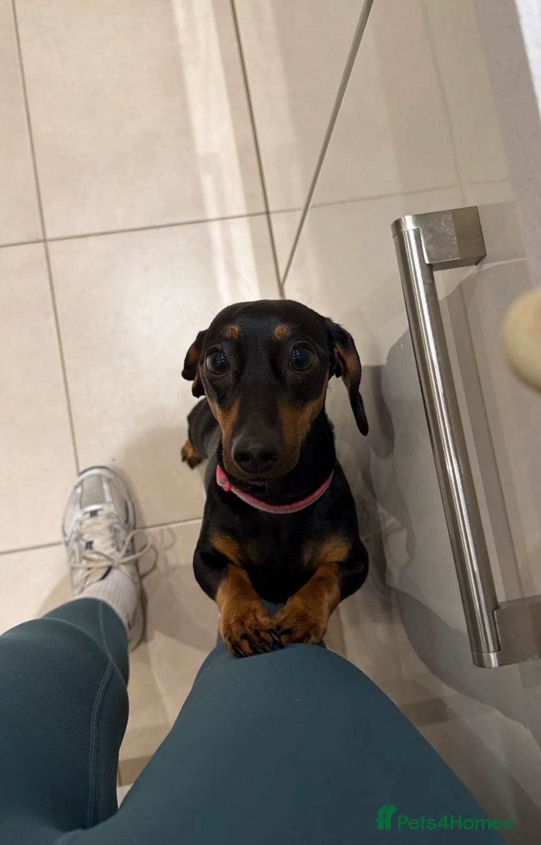Miniature Dachshund dogs for sale: Stunning miniature dachshunds  - Advert 1
