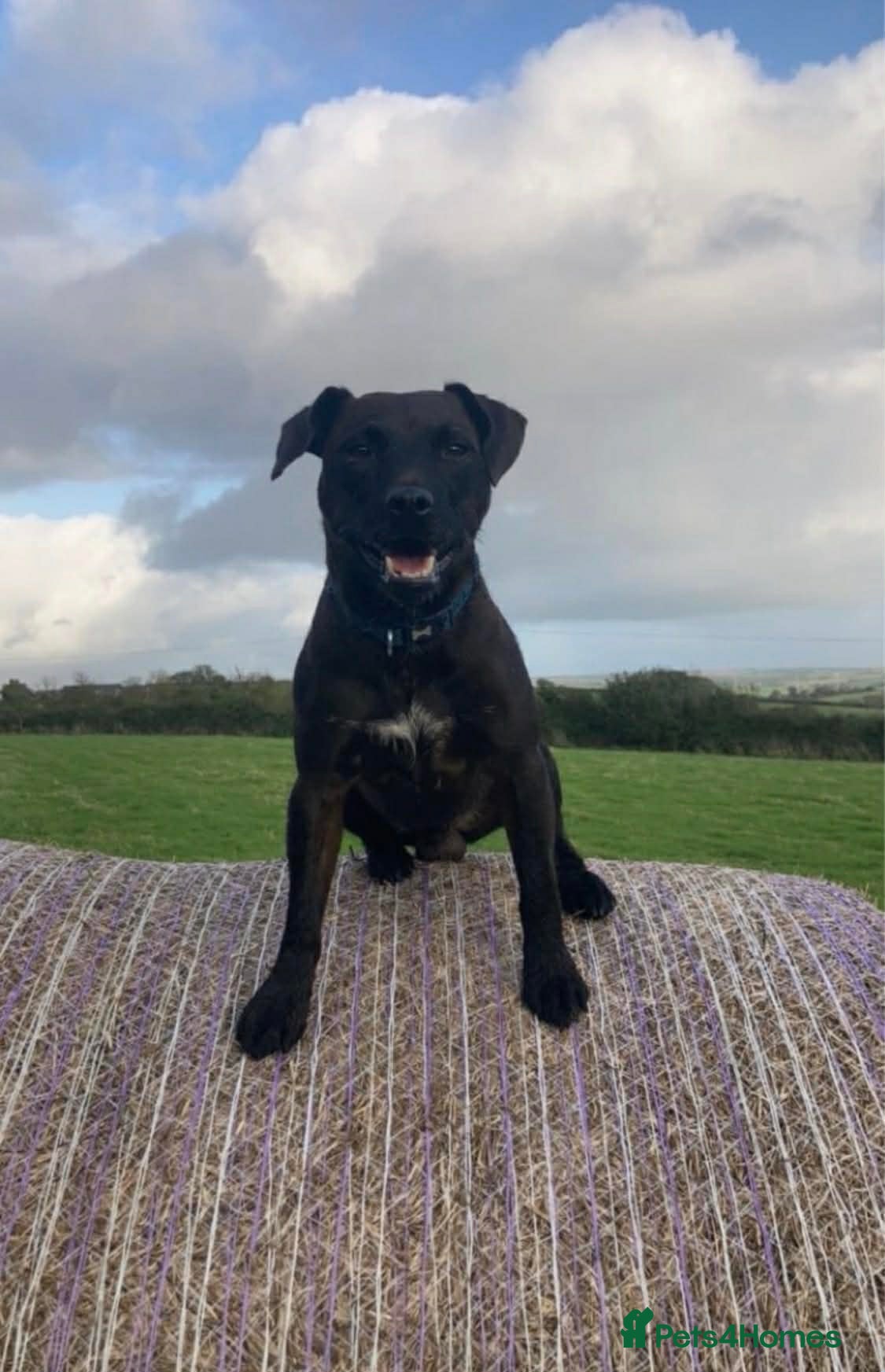 Patterdale Terrier dogs Stud only patterdale terrier  - Advert 2