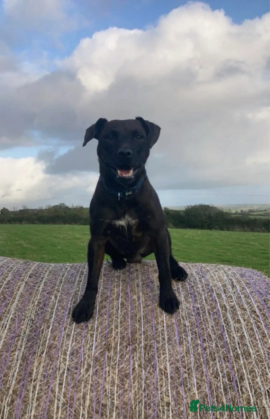Patterdale Terrier dogs for stud: Stud only patterdale terrier  - Advert 2