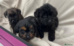 Yorkiepoo dogs for sale: Yorkiepoo puppies  - Image 5