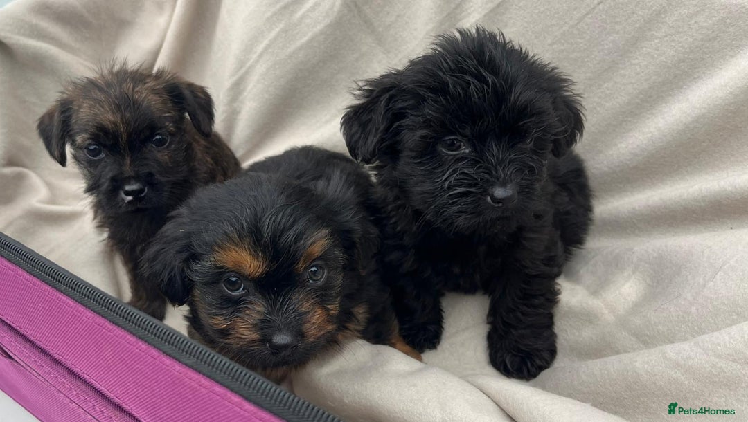 Yorkiepoo dogs for sale: Yorkiepoo puppies  - Image 5