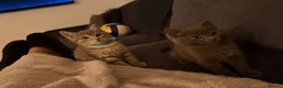 Ragdoll cats for sale: Ragdoll X Burmilla - Advert 10