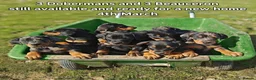 Mixed Breed dogs for sale: Champ KC registered Doberman & Beaceron puppies. - Advert 1
