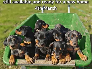 Mixed Breed dogs Champ KC registered Doberman & Beaceron puppies. - Advert 2