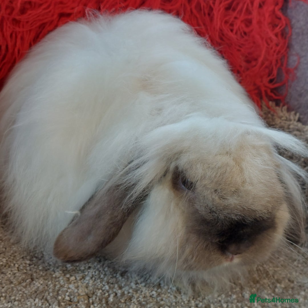 Mini Lop rabbits for sale: Vaccinated minilop cash buck  & doe  - Image 4