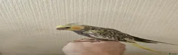 Mixed Breed birds for sale: Tame Kakariki and cockatiel chicks  - Advert 22