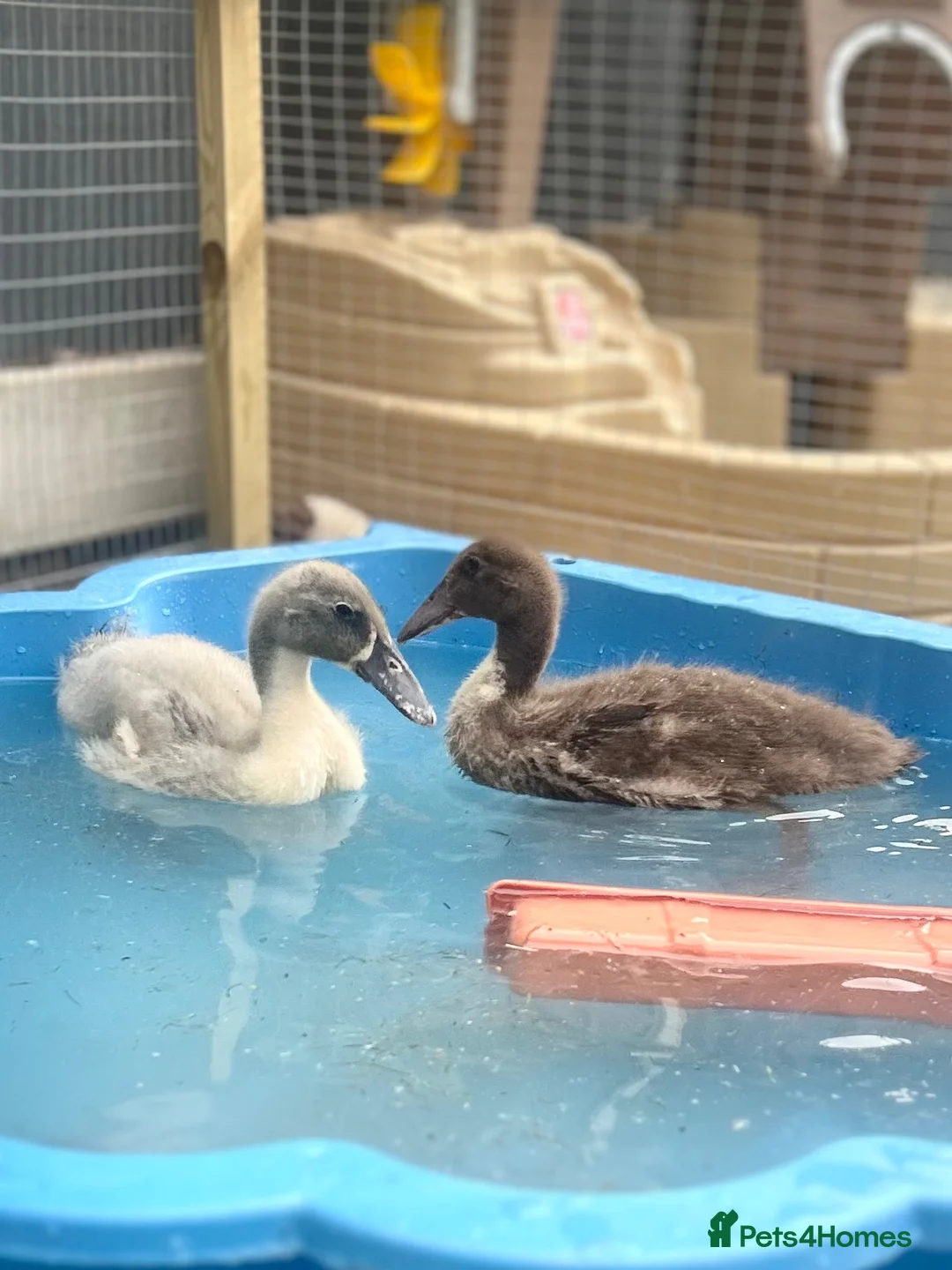 Ducks poultry for sale: Indian runner ducks mixed gender in Braintree - Advert 1