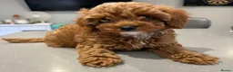 Cavapoo dogs for sale: TOY CAVAPOO GIRL. Health tested and training begun - Advert 4