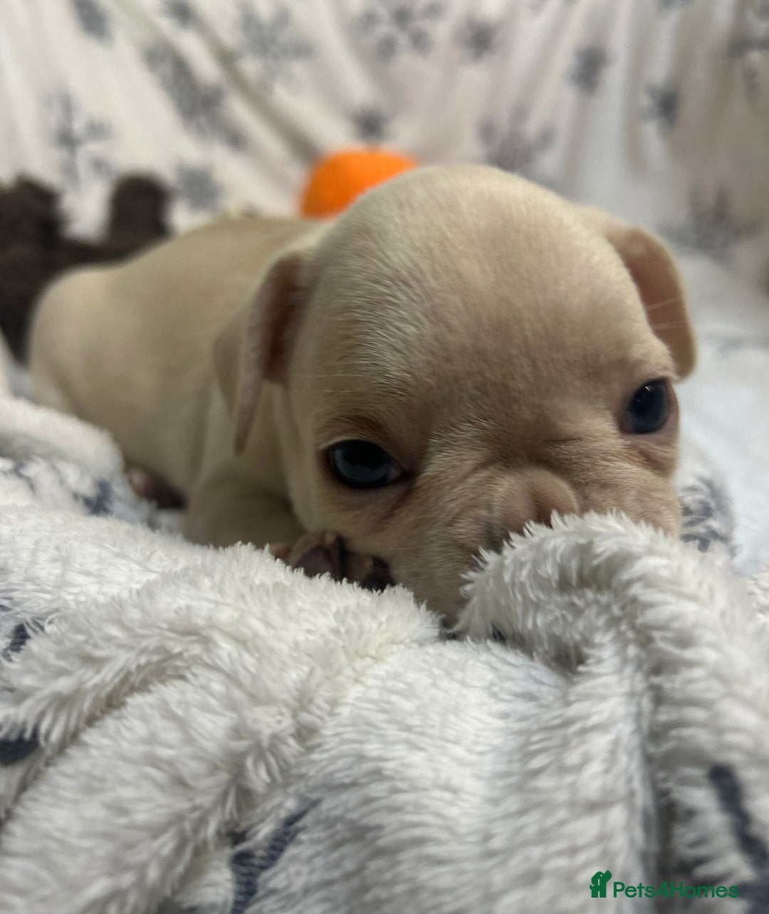 French Bulldog dogs for sale: Gorgeous French Bulldog Puppies - Advert 3