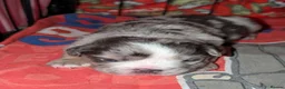Olde English Bulldogge dogs for sale: Quality Chunky Olde English bulldogge puppies - Advert 26