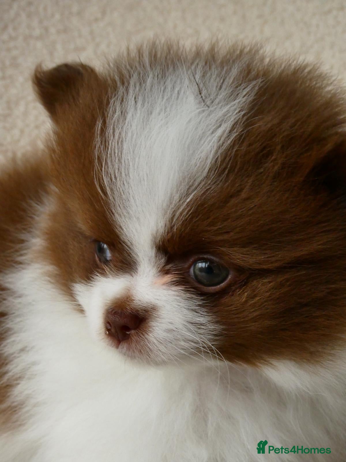 Pomeranian dogs Rare Colour Pomeranians | Blue & Green Eyes - Advert 2