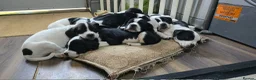 Mixed Breed dogs for sale: staffie, english bulldog, springer puppies in Ottery Saint Mary - Advert 1