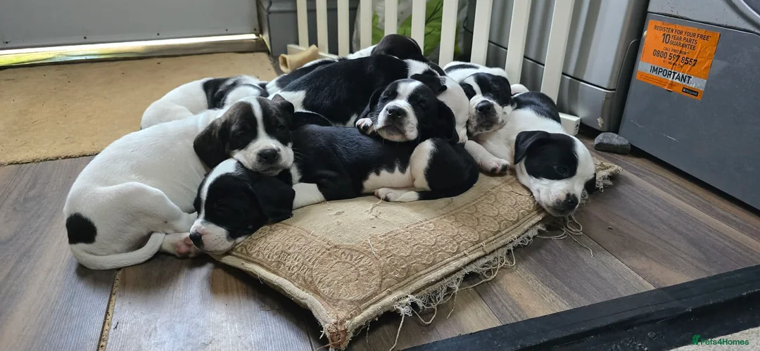 Mixed Breed dogs for sale: staffie, english bulldog, springer puppies in Ottery Saint Mary - Advert 1