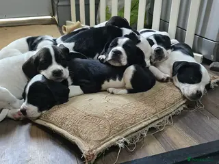 Mixed Breed dogs staffie, english bulldog, springer puppies - Advert 1