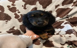 Miniature Dachshund dogs for sale: ✨ Gorgeous Miniature Dachshund Puppies ✨ - Image 4