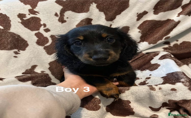Miniature Dachshund dogs - Advert 16