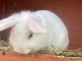 Mixed Breed rabbits 3 male baby rabbits 12 weeks old - Advert 1