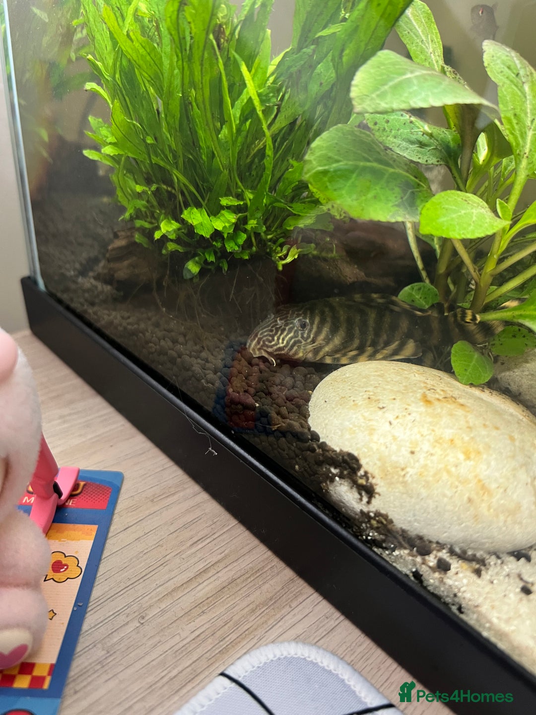 Plecos fish for sale: Pleco for sale  - Advert 1