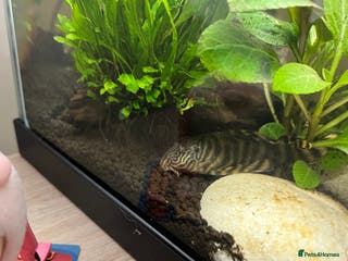 Plecos fish Pleco for sale - Advert 1