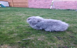 Mini Lion Lop rabbits for sale: Mini lion head lop male - Image 5
