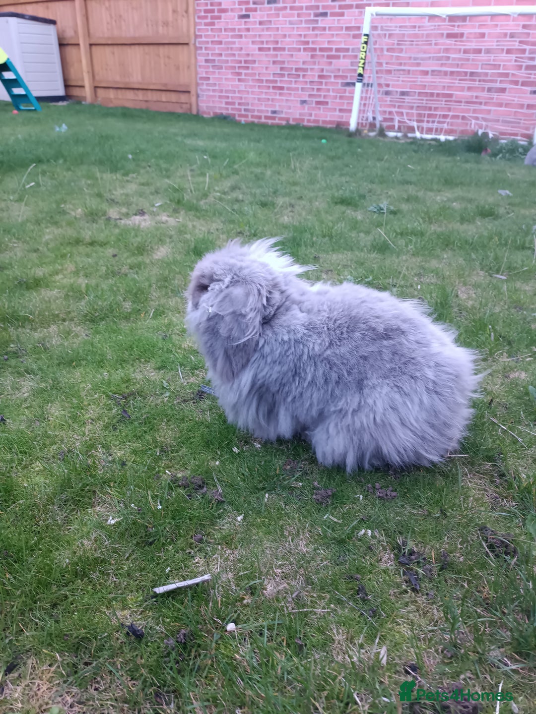 Mini Lion Lop rabbits for sale: Mini lion head lop male - Image 5