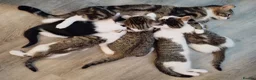 Mixed Breed cats for sale: Beautiful Home-Raised Kittens – Ready at 12 Weeks - Advert 7