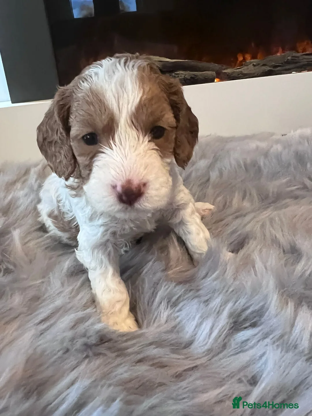 Cockapoo dogs for stud: Proven Red & white F1 cockapoo stud dog. in Barnsley - Advert 22