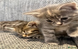 British Longhair cats for sale: Beautiful kittens by our stunning British longhair - Image 7