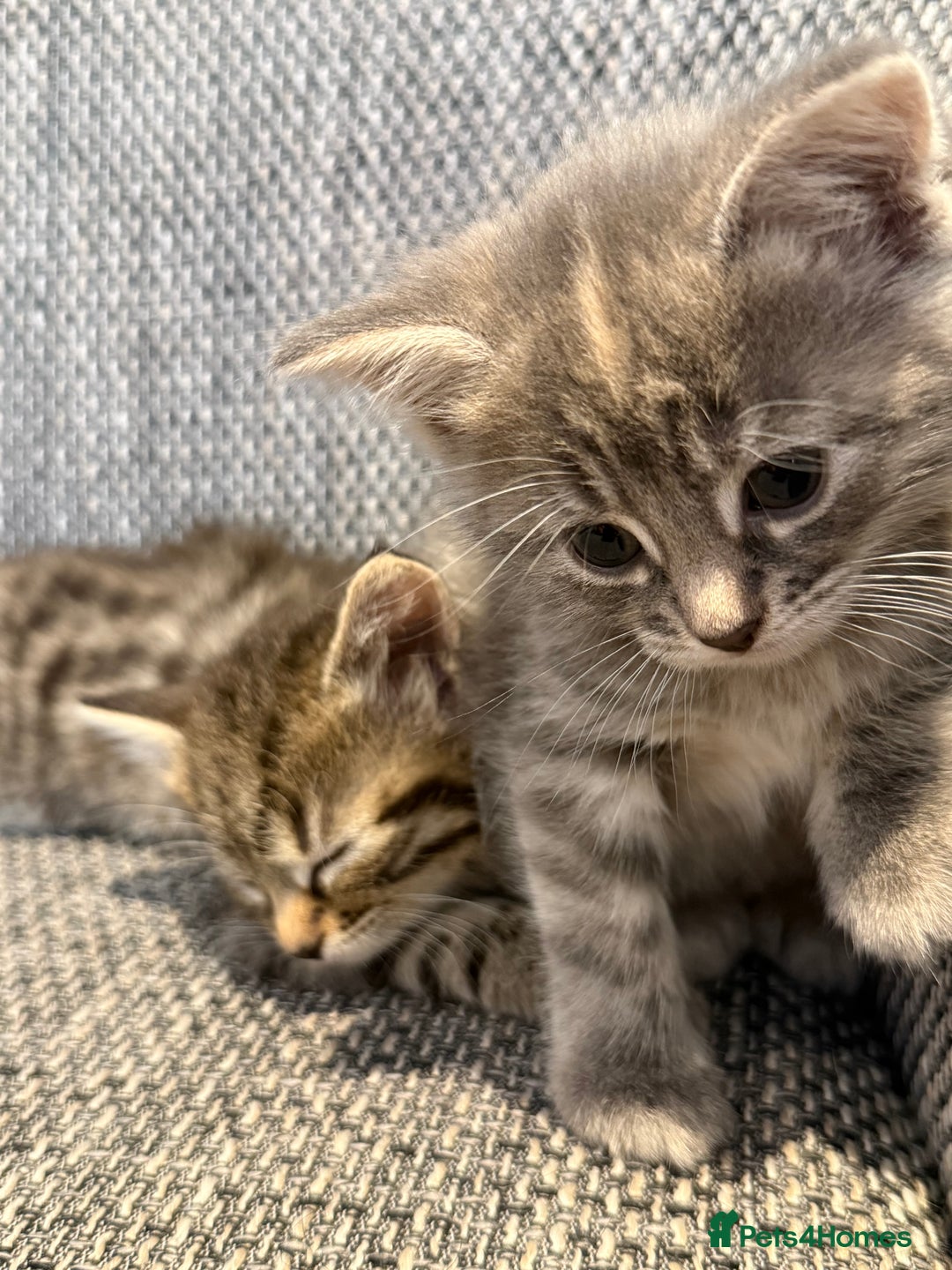 British Longhair cats for sale: Beautiful kittens by our stunning British longhair - Image 7