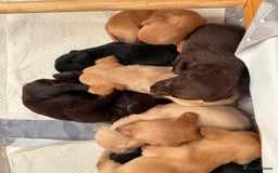 Springador dogs for sale: Labrador/Springador cross pups - Advert 2